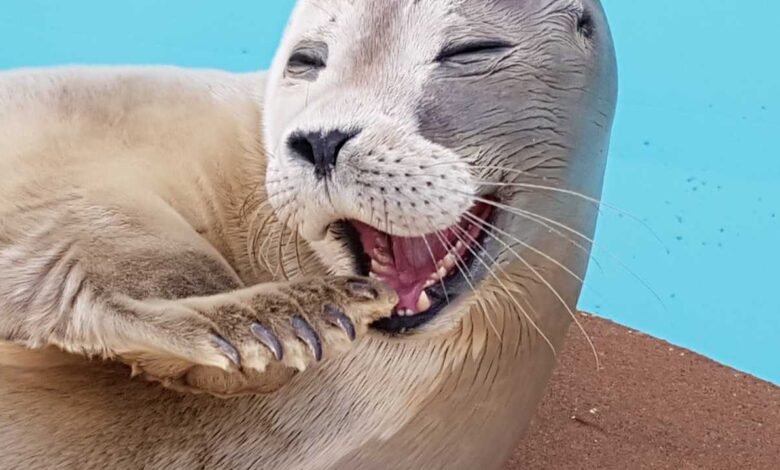 natureland seal sanctuary tickets