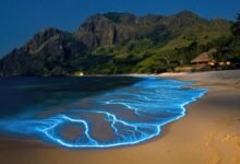 bioluminescence beach
