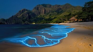 bioluminescence beach