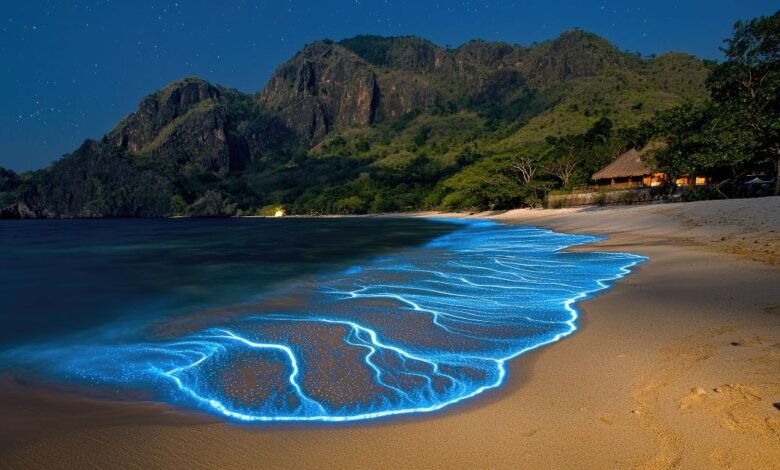 bioluminescence beach
