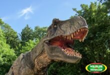 combe martin wildlife and dinosaur park tickets