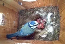 when do blue tits start nesting