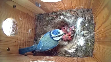 when do blue tits start nesting