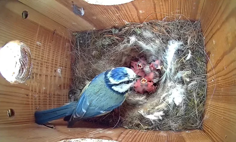 when do blue tits start nesting