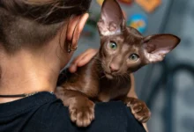 oriental shorthair breeders uk