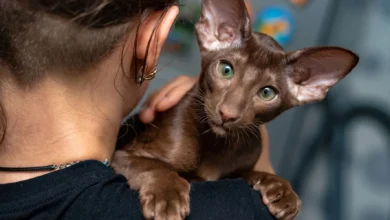 oriental shorthair breeders uk