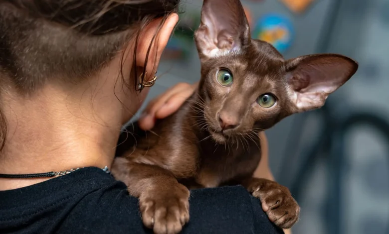 oriental shorthair breeders uk
