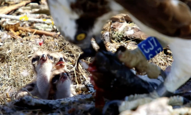 birds of poole harbour webcam
