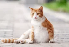 How Long Are Cats Pregnant