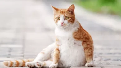 How Long Are Cats Pregnant