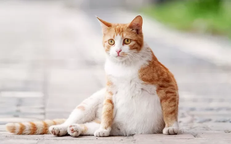 How Long Are Cats Pregnant