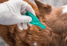 what kills ticks on dogs instantly