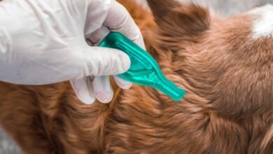 what kills ticks on dogs instantly