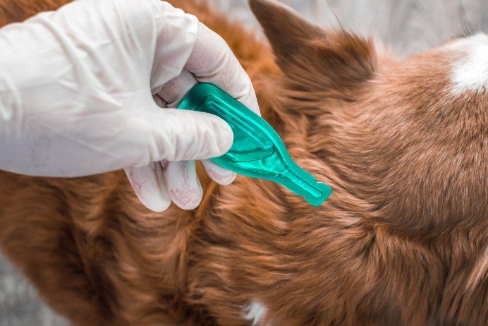 what kills ticks on dogs instantly