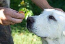 Can Dogs Eat Egg Shells