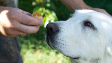 Can Dogs Eat Egg Shells