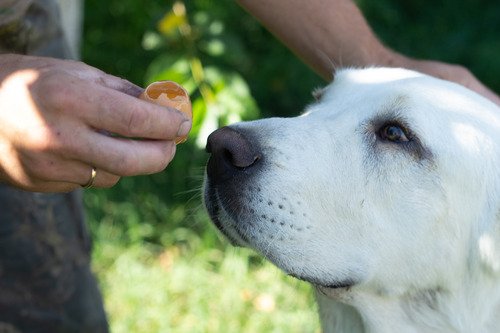 Can Dogs Eat Egg Shells