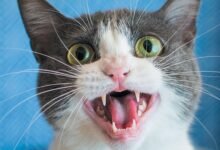 Why Is My Cat Meowing So Much All of a Sudden