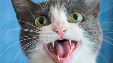 Why Is My Cat Meowing So Much All of a Sudden
