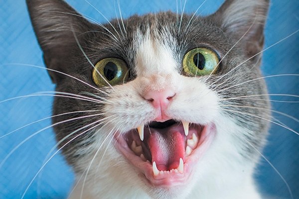 Why Is My Cat Meowing So Much All of a Sudden