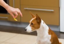 Why is my dog not eating his food but will eat treats