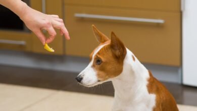 Why is my dog not eating his food but will eat treats