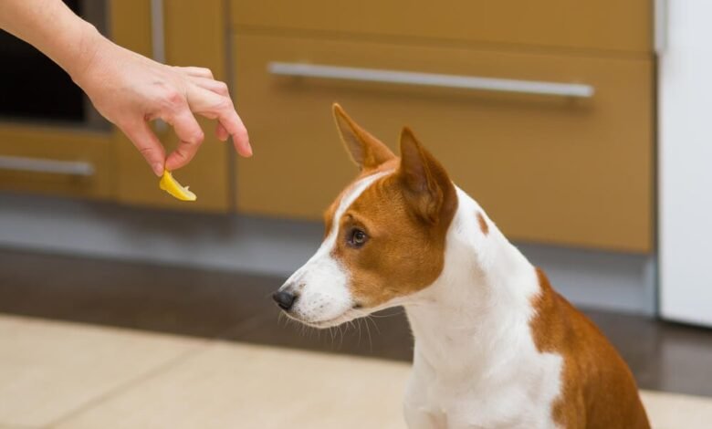 Why is my dog not eating his food but will eat treats