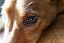 why does my dog have eye boogers all of a sudden