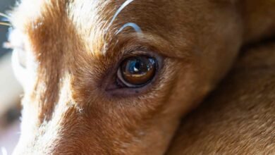 why does my dog have eye boogers all of a sudden