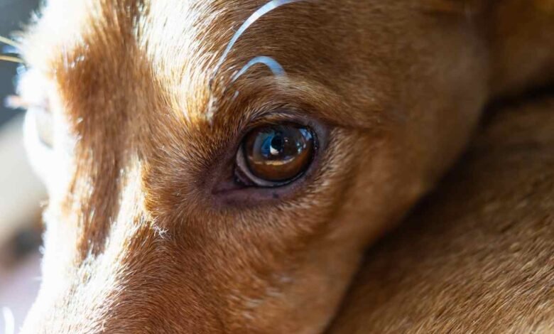 why does my dog have eye boogers all of a sudden