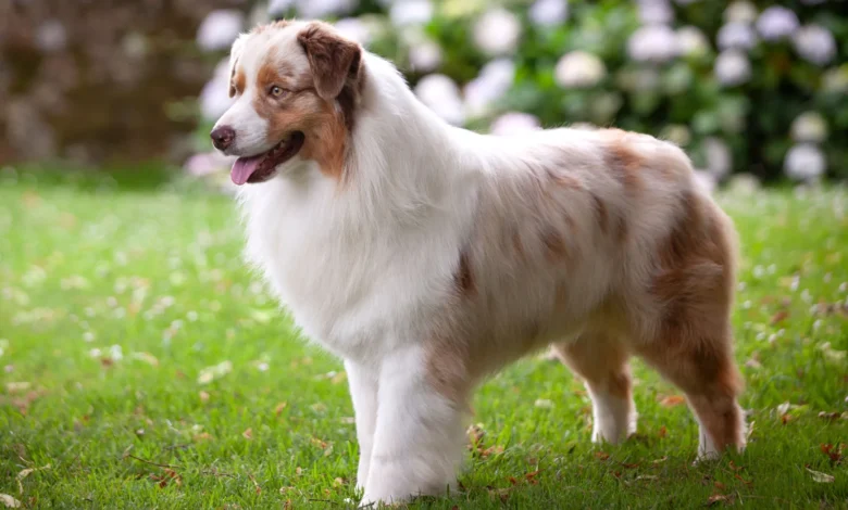 Australian Shepherd