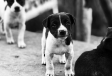 Pet Industry