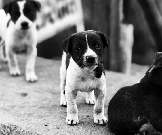 Pet Industry