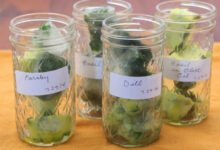 how to freeze fresh herbs