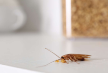 Common Reasons Cockroaches Appear in Melbourne Homes