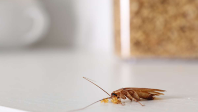 Common Reasons Cockroaches Appear in Melbourne Homes
