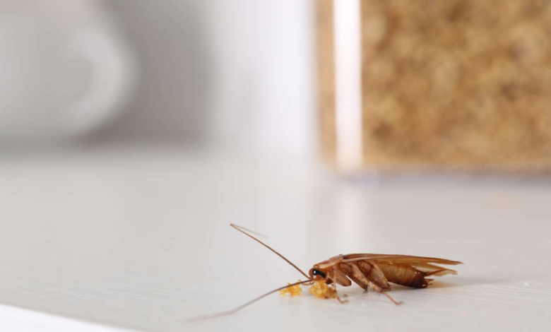 Common Reasons Cockroaches Appear in Melbourne Homes