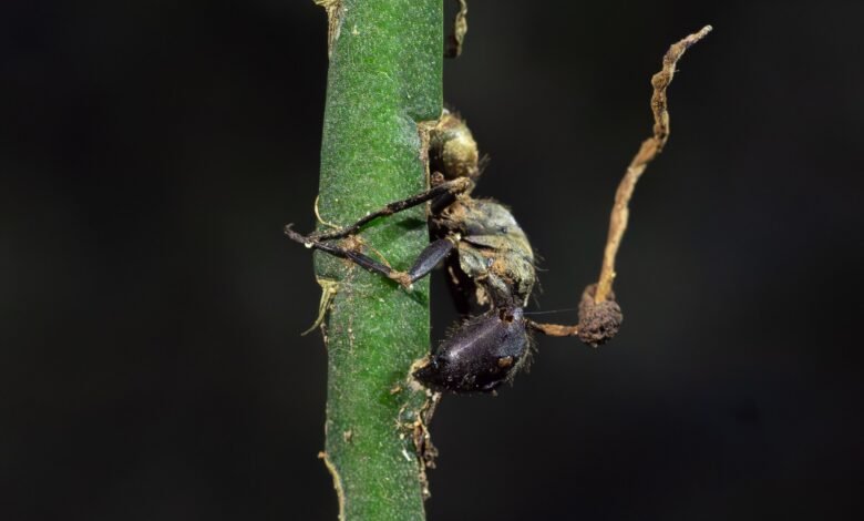 Ant infected by zombie ant fungus with a fungal stalk growing from its body