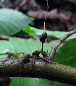 Group of ants killed by zombie ant fungus with stalks sprouting from their bodies